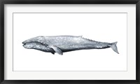 Whale Portrait IV Fine Art Print