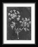 Slate Floral I Framed Print