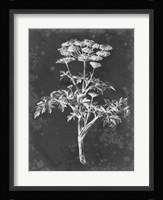 Slate Floral II Framed Print