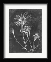 Slate Floral III Framed Print