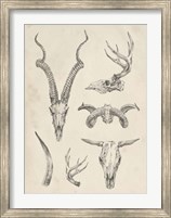 Skull & Antler Study I Fine Art Print