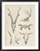 Skull & Antler Study I Fine Art Print