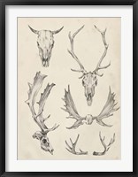 Skull & Antler Study II Fine Art Print