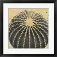 Desert Dreams III Framed Print