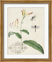 Canna & Dragonflies I Fine Art Print