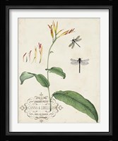 Canna & Dragonflies I Fine Art Print