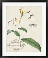 Canna & Dragonflies I Fine Art Print