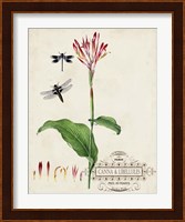 Canna & Dragonflies II Fine Art Print