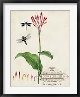 Canna & Dragonflies II Fine Art Print