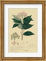 Descubes Tropical Botanical I Fine Art Print