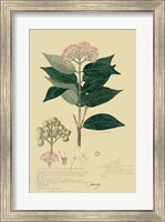 Descubes Tropical Botanical I Fine Art Print