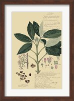 Descubes Tropical Botanical II Fine Art Print