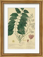 Descubes Tropical Botanical III Fine Art Print