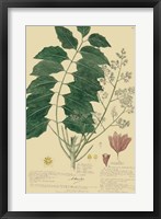 Descubes Tropical Botanical III Fine Art Print