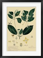 Descubes Tropical Botanical IV Fine Art Print