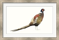 Watercolor Pheasant I Fine Art Print