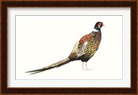 Watercolor Pheasant I Fine Art Print