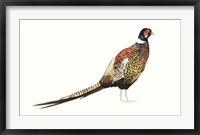 Watercolor Pheasant I Fine Art Print
