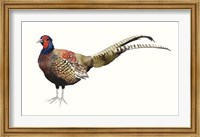 Watercolor Pheasant II Fine Art Print