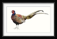 Watercolor Pheasant II Fine Art Print