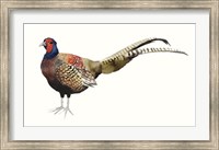 Watercolor Pheasant II Fine Art Print