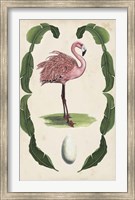 Antiquarian Menagerie - Flamingo I Fine Art Print