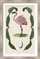 Antiquarian Menagerie - Flamingo II Fine Art Print