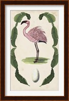 Antiquarian Menagerie - Flamingo II Fine Art Print