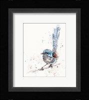 Mischief in the Making (Variegated Fairy Wren) Fine Art Print