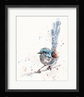 Mischief in the Making (Variegated Fairy Wren) Fine Art Print