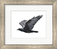 Raven Fine Art Print