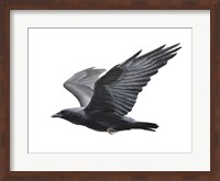 Raven Fine Art Print