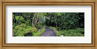 Tea Garden Walkway, San Francisco Botanical Gardens Fine Art Print