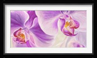 Purple Orchids Fine Art Print