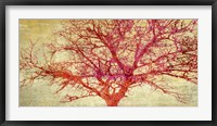 Coral Tree Framed Print