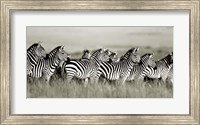 Grant's Zebra, Masai Mara, Kenya Fine Art Print