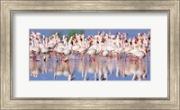 Lesser Flamingo, Lake Nakuru, Kenya Fine Art Print