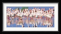 Lesser Flamingo, Lake Nakuru, Kenya Fine Art Print