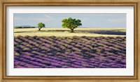Lavender Field and Almond Tree, Provence, France Fine Art Print