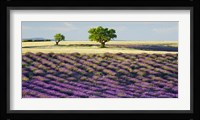 Lavender Field and Almond Tree, Provence, France Fine Art Print
