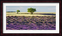 Lavender Field and Almond Tree, Provence, France Fine Art Print