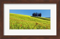 Cypress and Corn Field, Tuscany, Italy Fine Art Print
