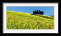 Cypress and Corn Field, Tuscany, Italy Fine Art Print