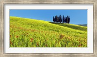 Cypress and Corn Field, Tuscany, Italy Fine Art Print