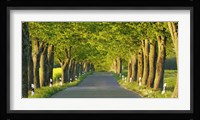 Lime Tree Alley, Mecklenburg Lake District, Germany Fine Art Print
