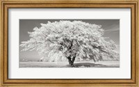 Lime Tree with Frost, Bavaria, Germany Fine Art Print