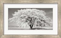 Lime Tree with Frost, Bavaria, Germany Fine Art Print