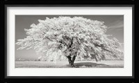 Lime Tree with Frost, Bavaria, Germany Fine Art Print