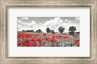 Poppies and Vicias in Meadow, Mecklenburg Lake District, Germany Fine Art Print