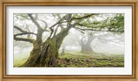 Laurel Forest in Fog, Madeira, Portugal Fine Art Print